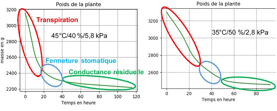 Figure 5. Comparaison de deux échantillons de peupliers à deux conditions (5,8 kPa vs 2,8 kPa) (@Cartailler J.)