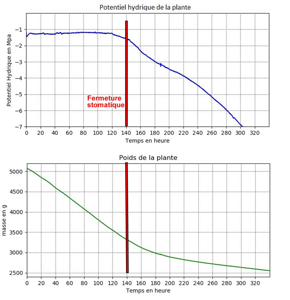 Figure 6. Comparaison entre la perte de poids du Prunus lusitanica et le potentiel hydrique (@Cartailler J.)