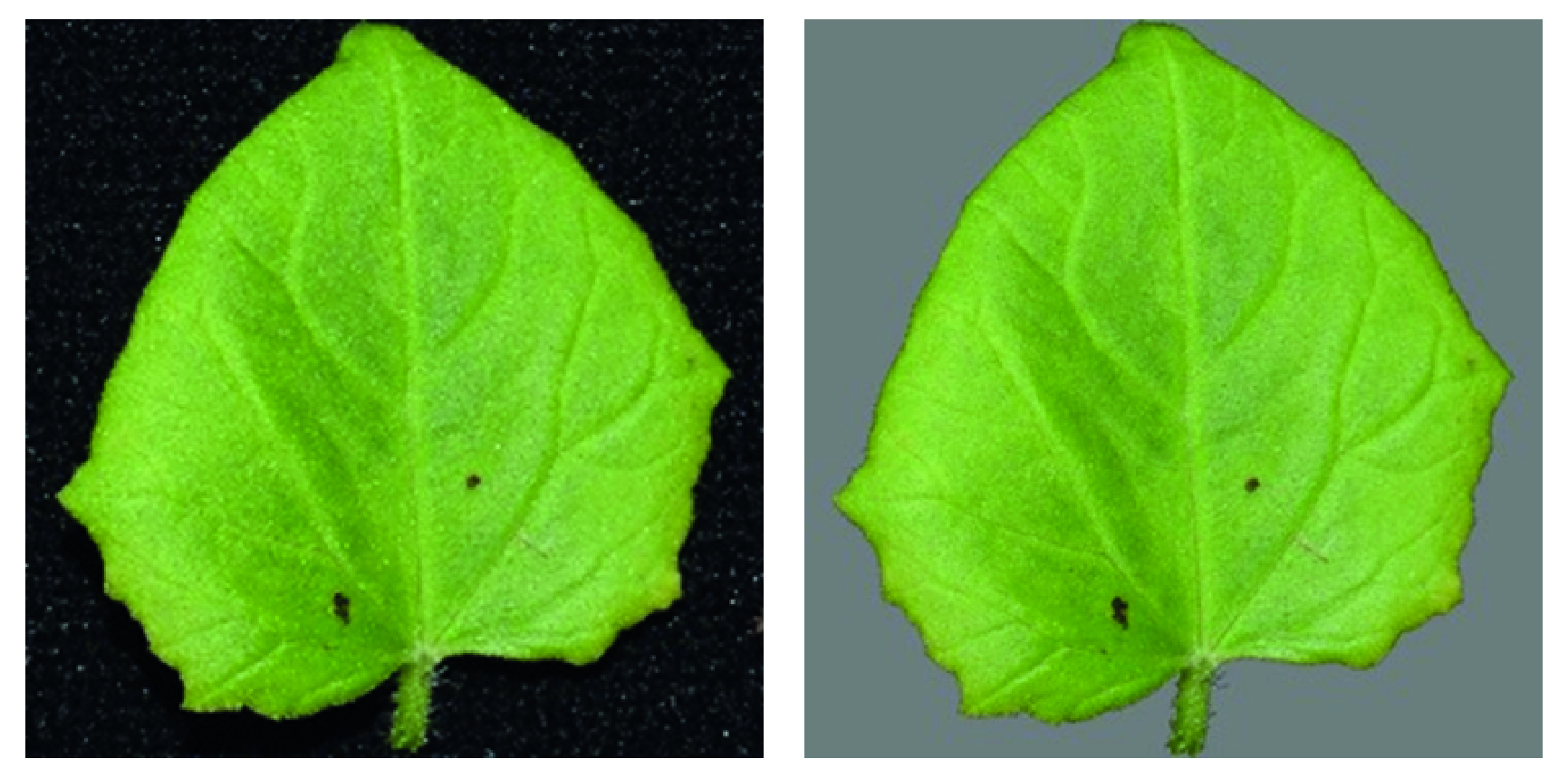 Une image contenant feuille, plante Le contenu généré par l’IA peut être incorrect.